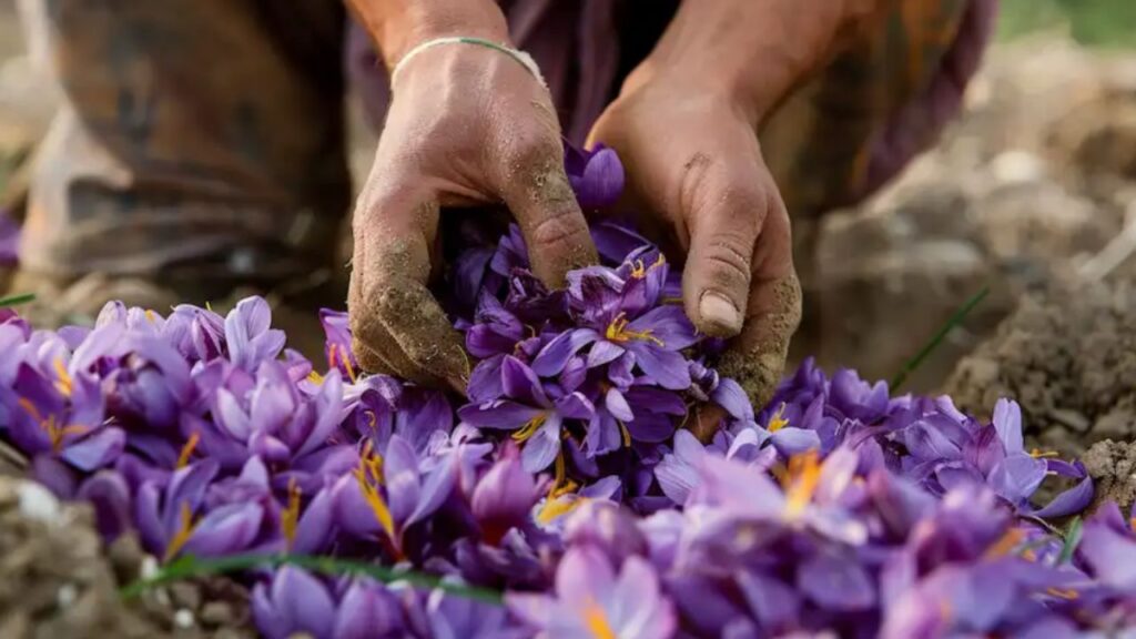 fiori con petali violacei