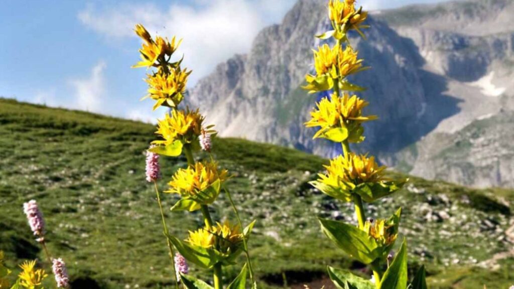 genziana in alta montagna