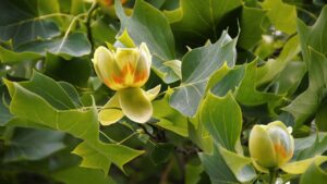 Le piante da giardino che fioriscono in autunno