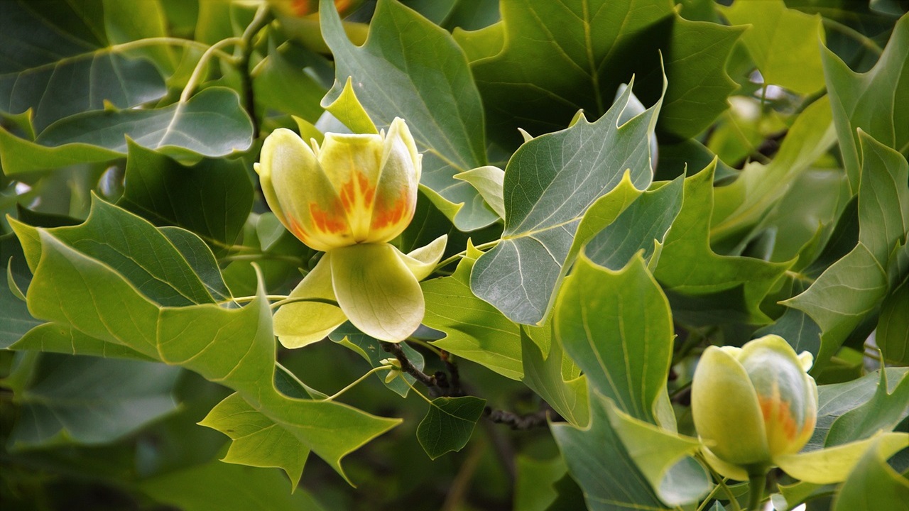 piante giardino Liriodendron tulipifera