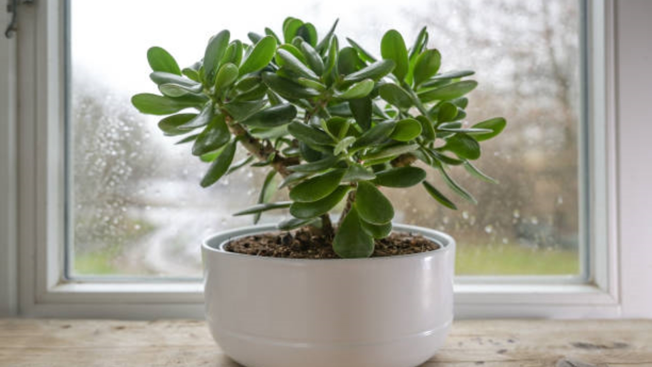 vaso con albero di Giada