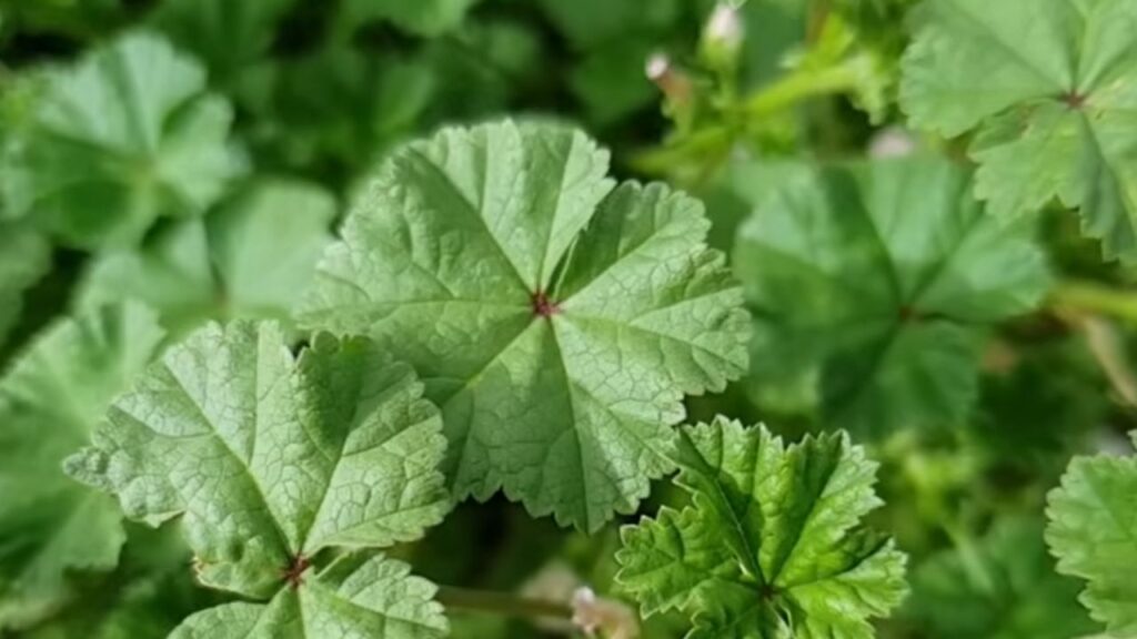 malva in natura