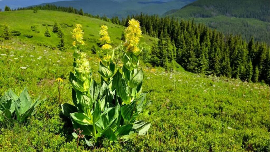 perché la genziana non vuole l'ambiente domestico