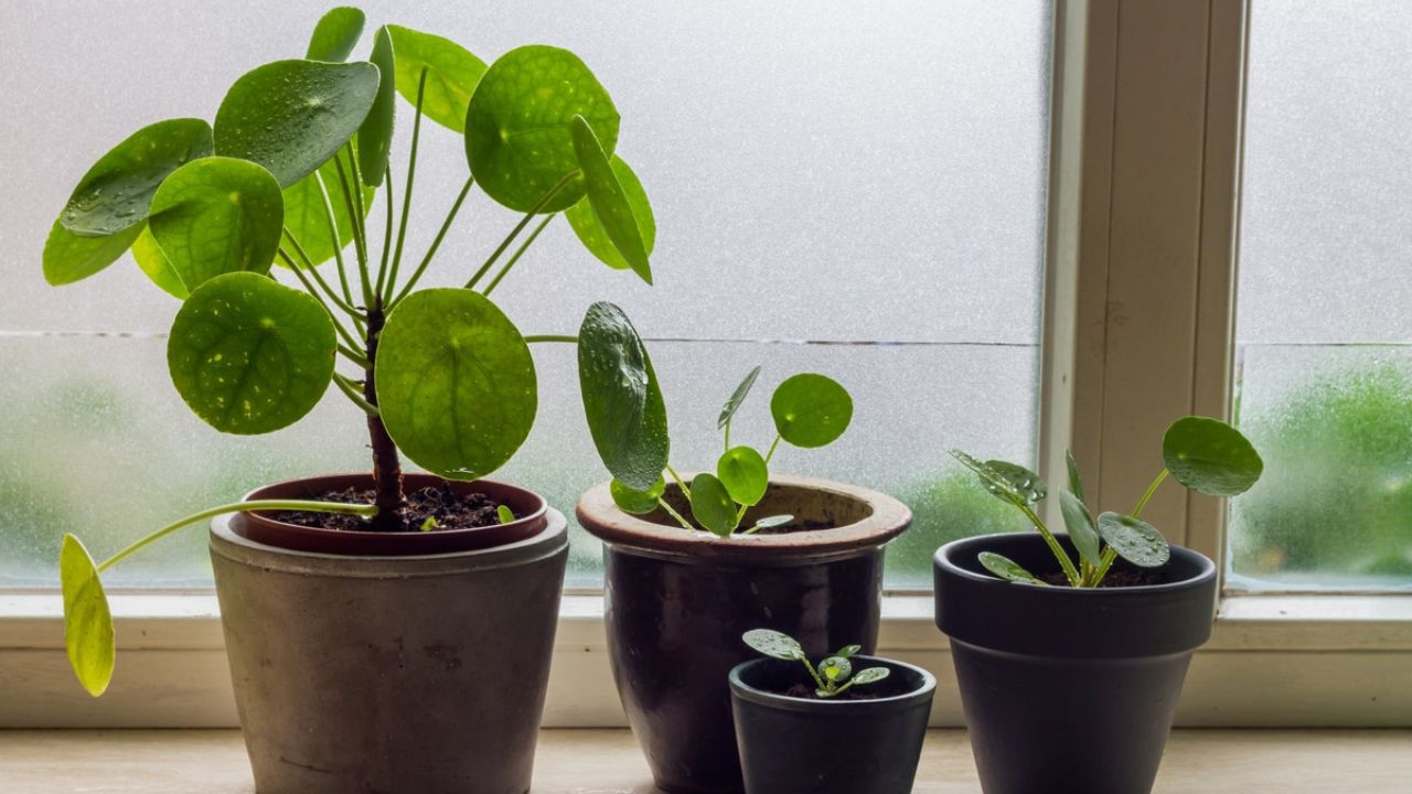 Pilea peperomioides