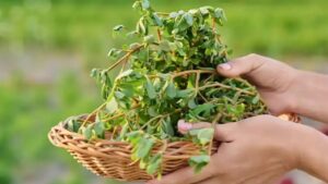 Cosa succede al corpo se si mangia la portulaca ogni giorno: gli effetti saranno inaspettati