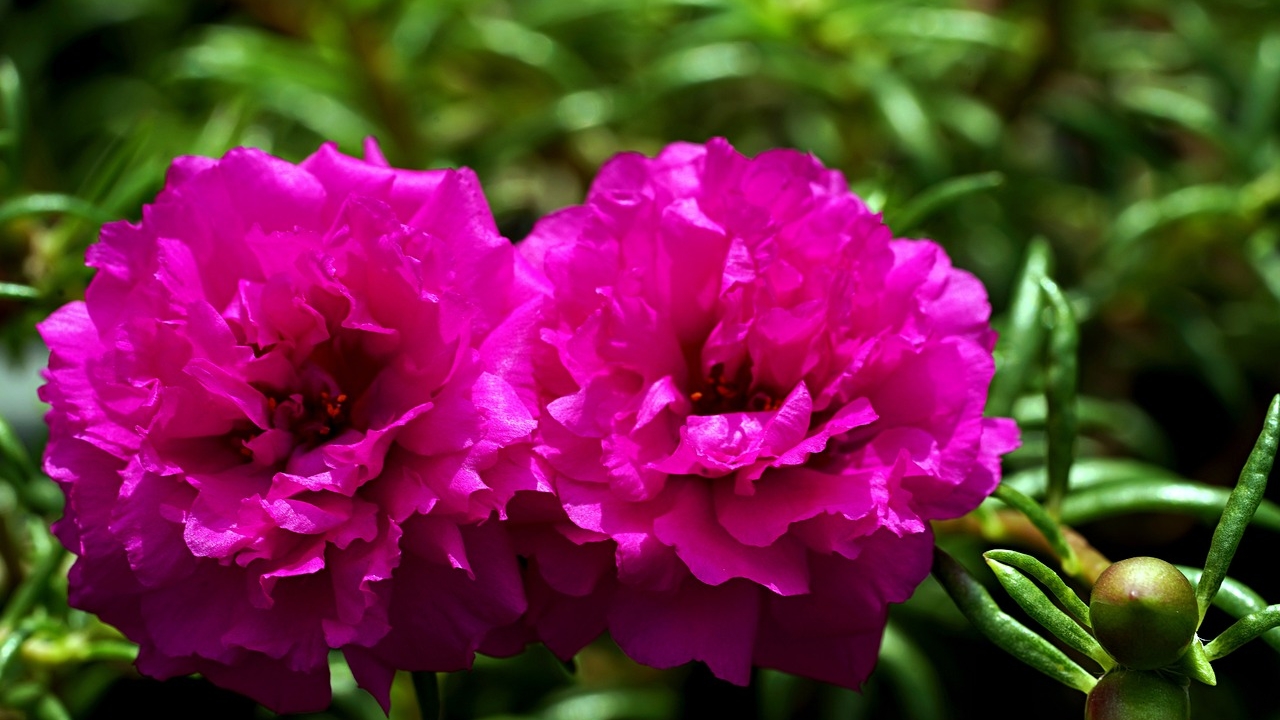 fiori e portulaca