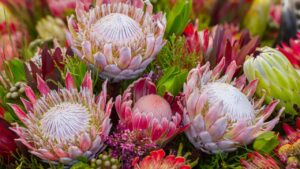 Protea: caratteristiche, curiosità e coltivazione del Fiore del Re