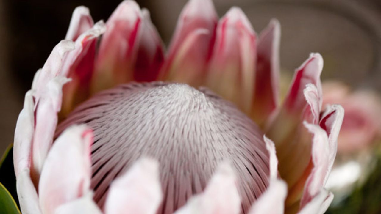 Protea