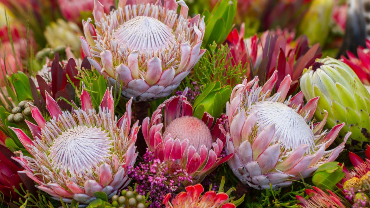 Protea