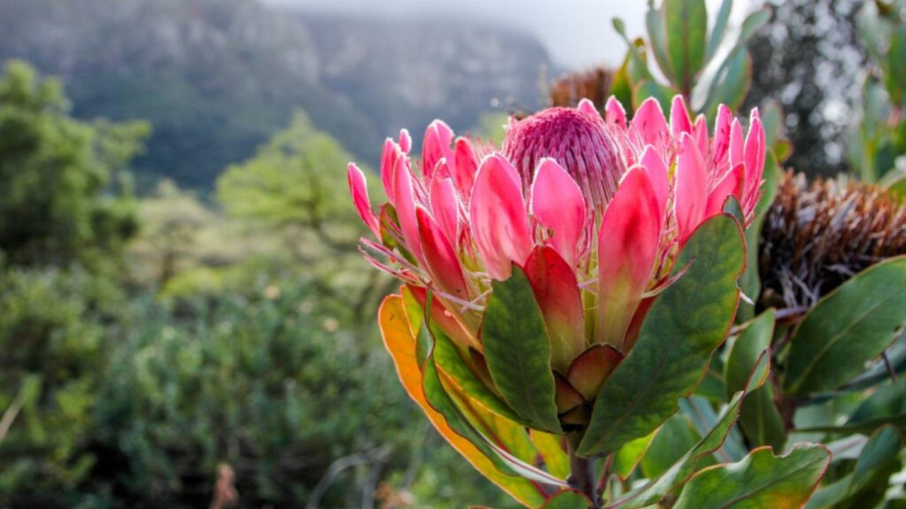 Protea