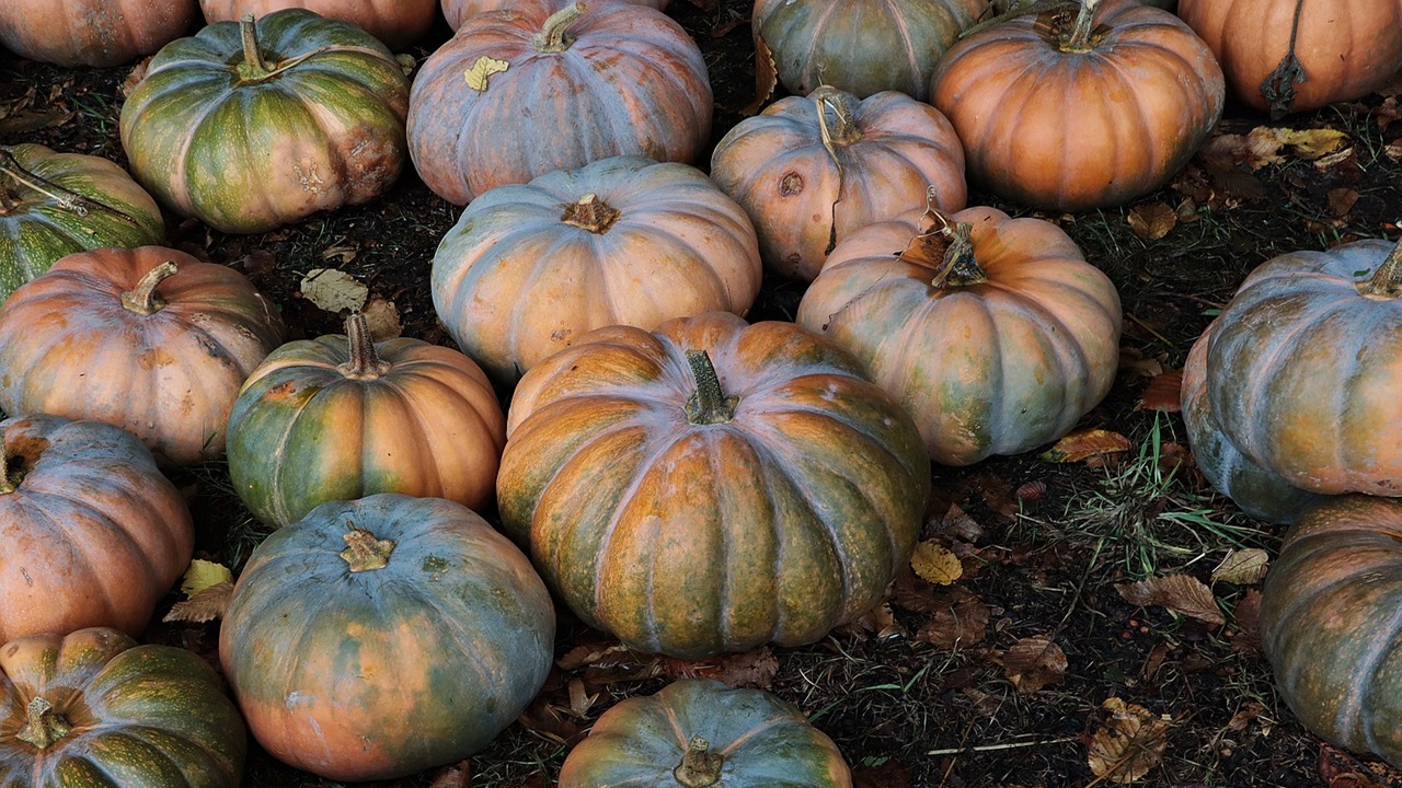 raccogliere zucca