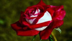 La rosa Osiria, la spettacolare rosa bicolore che esiste davvero (non è frutto di AI)