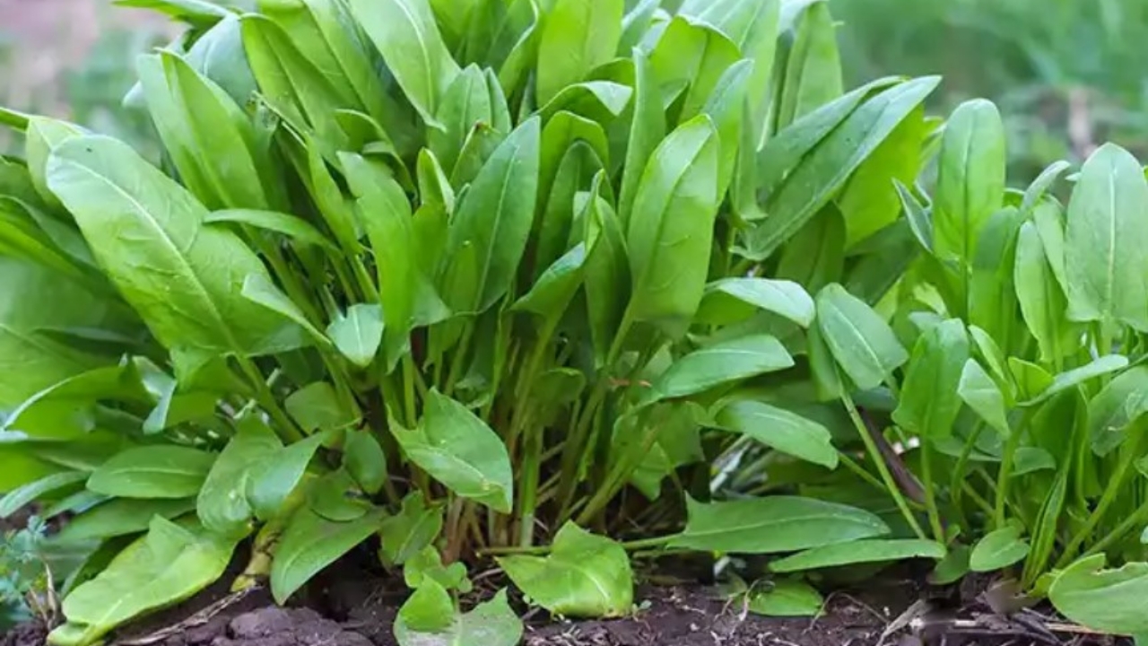 pianta di rumex acetosa