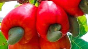 Il superfood poco conosciuto dell’Ecuador e del Sud America: vi sveliamo di cosa si tratta