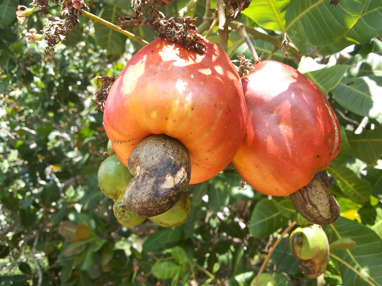 Anacardio: di cosa si tratta e dove si trova