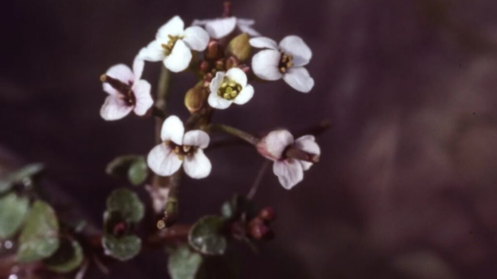 Le meraviglie della natura: la Cochlearia