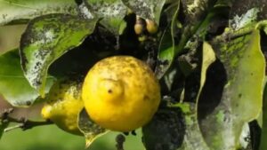 Come combattere la fumaggine del Limone: cause nascoste e soluzioni naturali efficaci