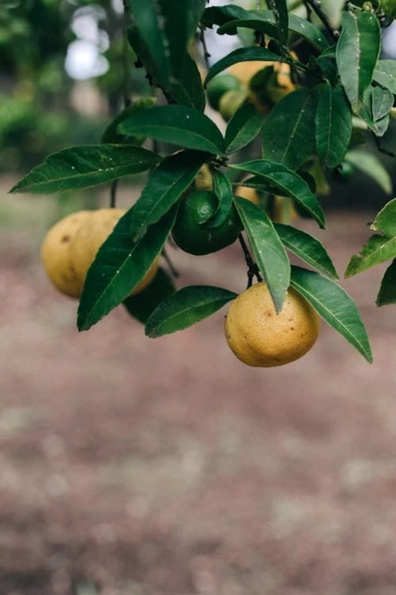 Fumaggine del limone: tecniche per prevenirla