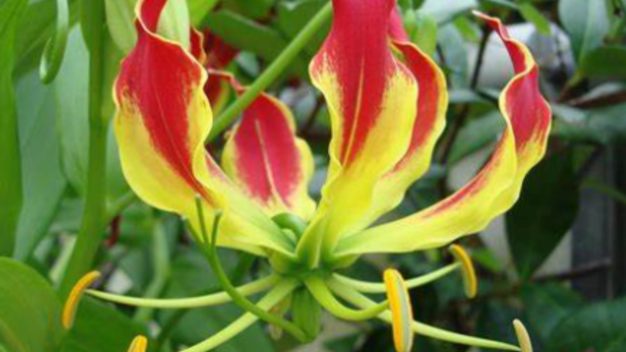 Gloriosa Superba: come prendersene cura