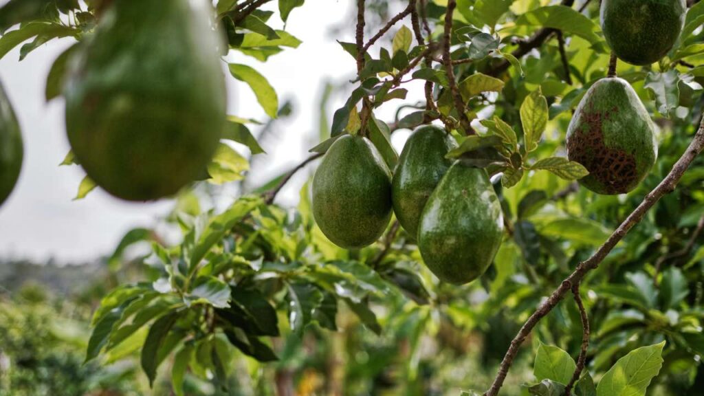 Come sfruttare i benefici della papaya