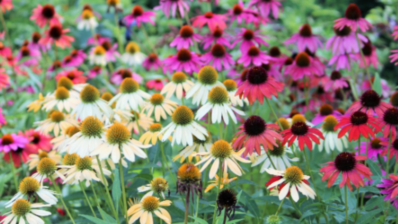 Echinacea e propietà