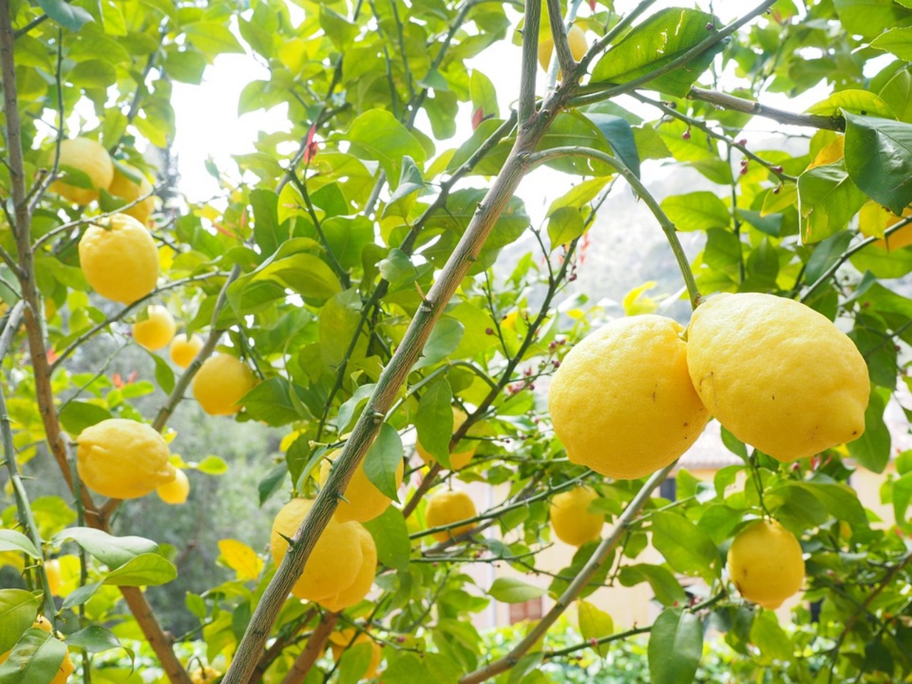 Limone: la potatura di ottobre