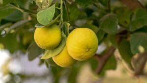 Lo sapevi che la pianta del limone fiorisce tre volte in un anno producendo tre frutti diversi?