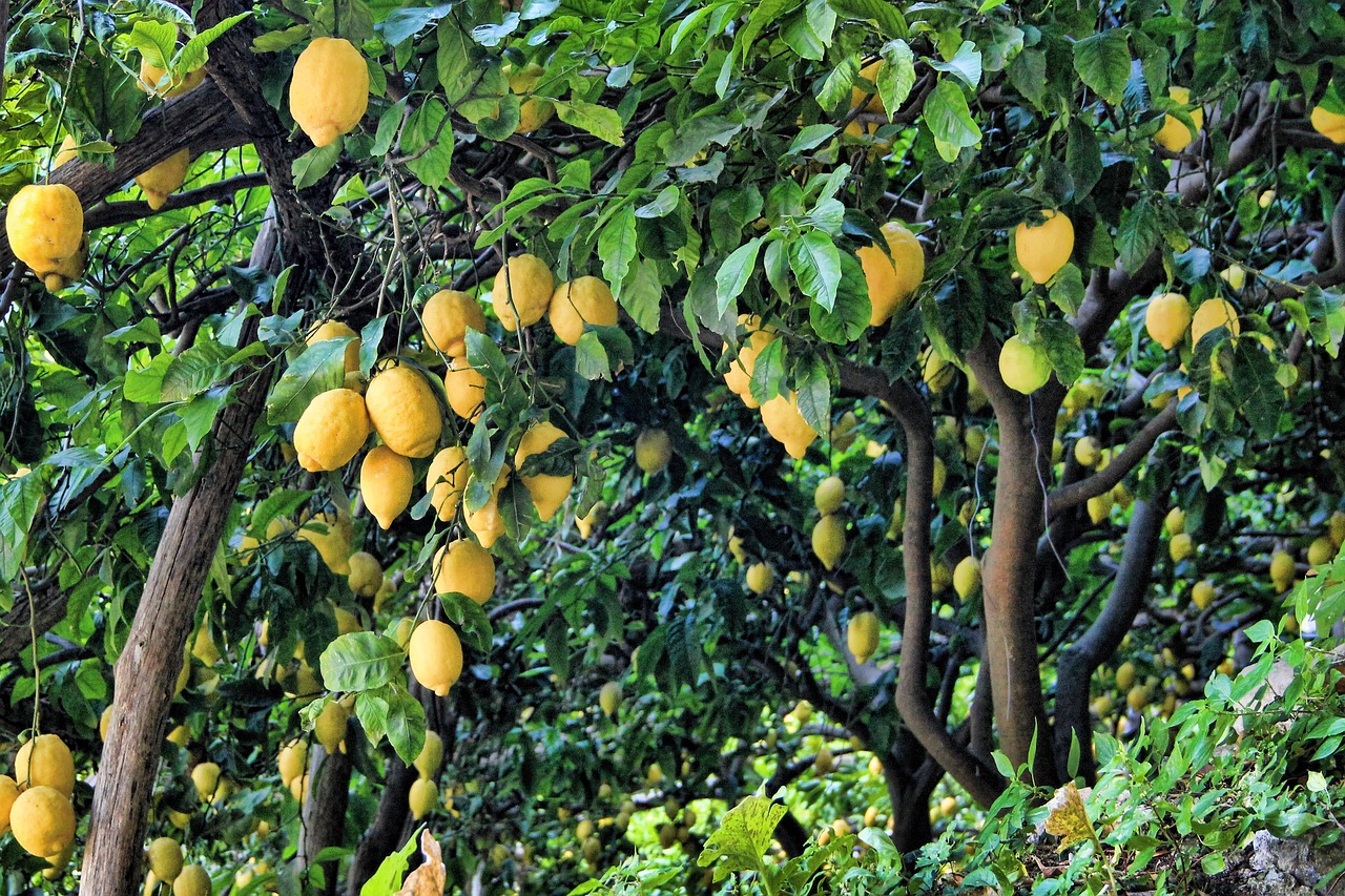 Alberi di limone