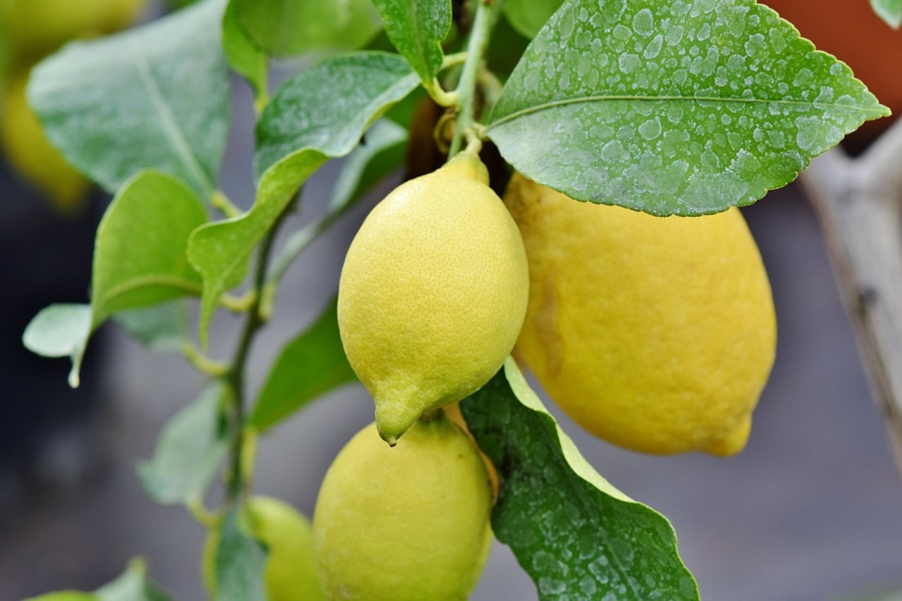 Limone: conosci tutti i frutti dell'albero?