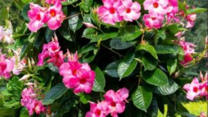 Mandevilla: tutto quello che bisogna sapere sulla bellissima pianta rampicante