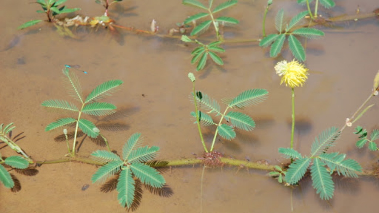 Neptunia oleracea: scopri i benefici