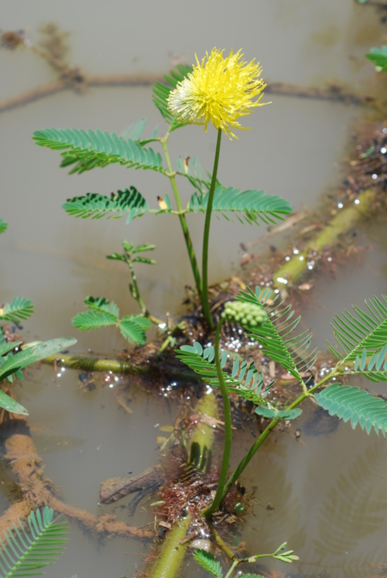 Neptunia oleracea: mimosa acquatica