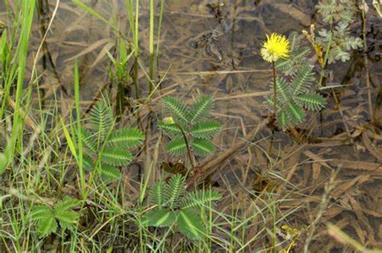 Neptunia oleracea: una pianta speciale