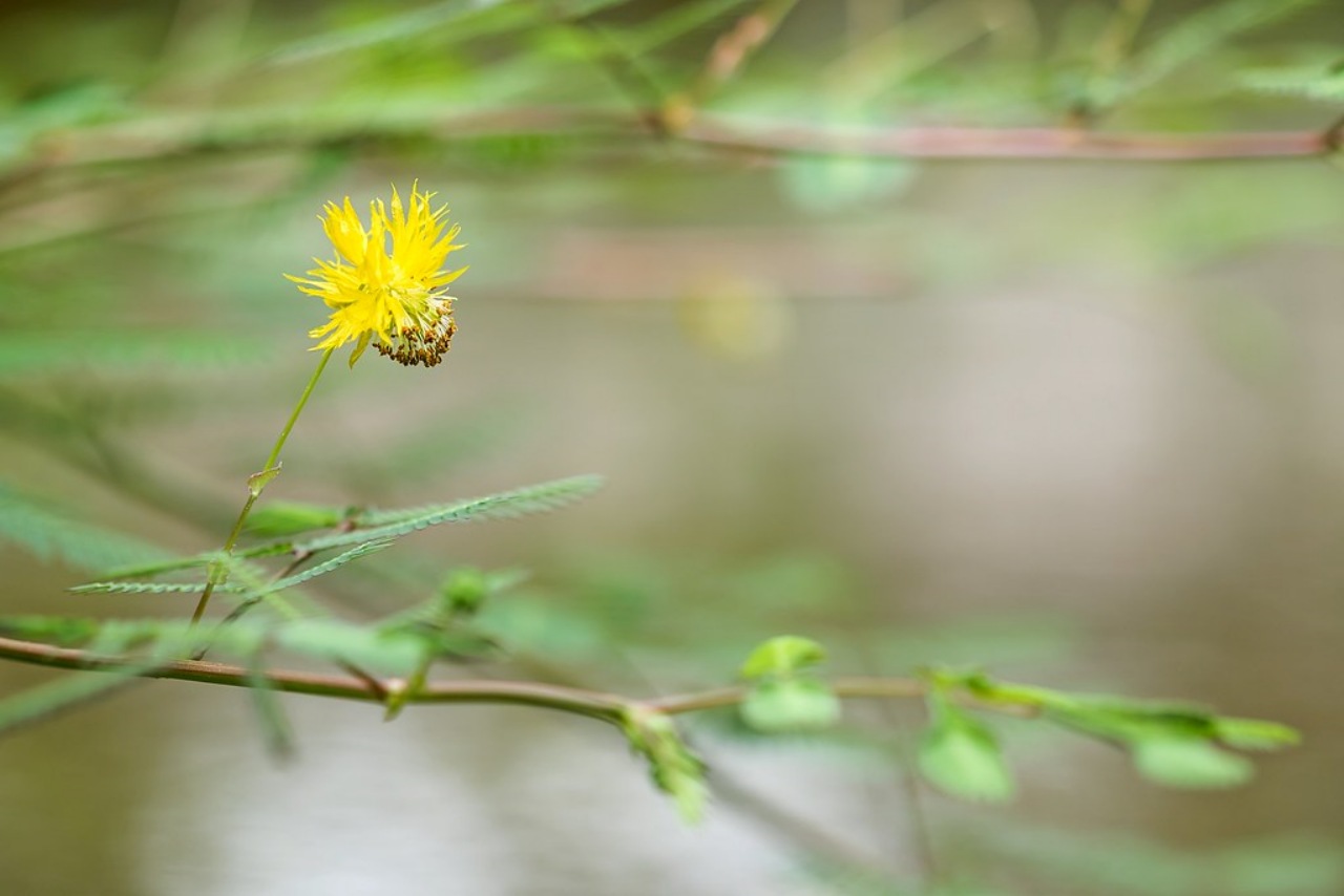 Neptunia oleracea: un fiore particolare