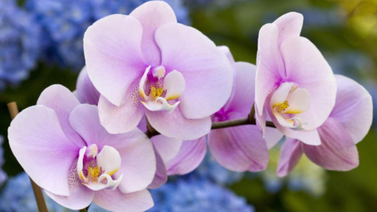 Come garantire la fioritura dell'orchidea