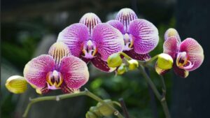 Orchidea fiorita anche in autunno: come fare per renderla bellissima