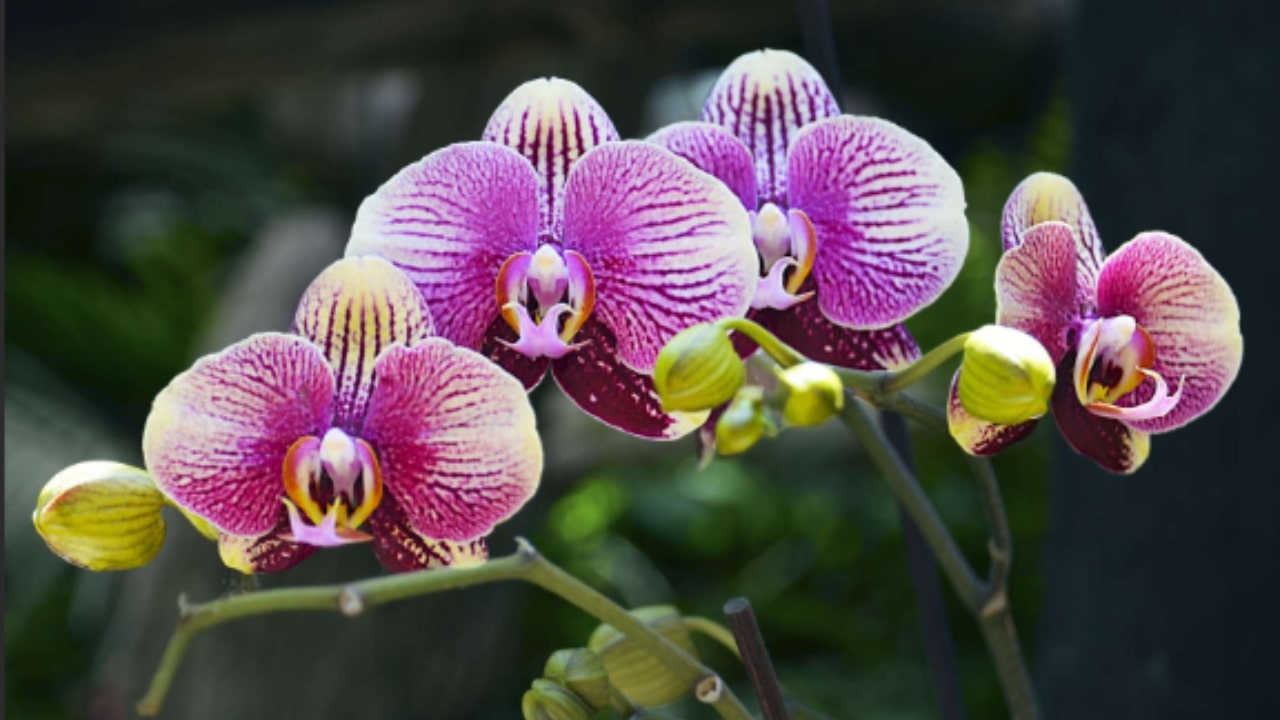 Orchidea e come prendersene cure