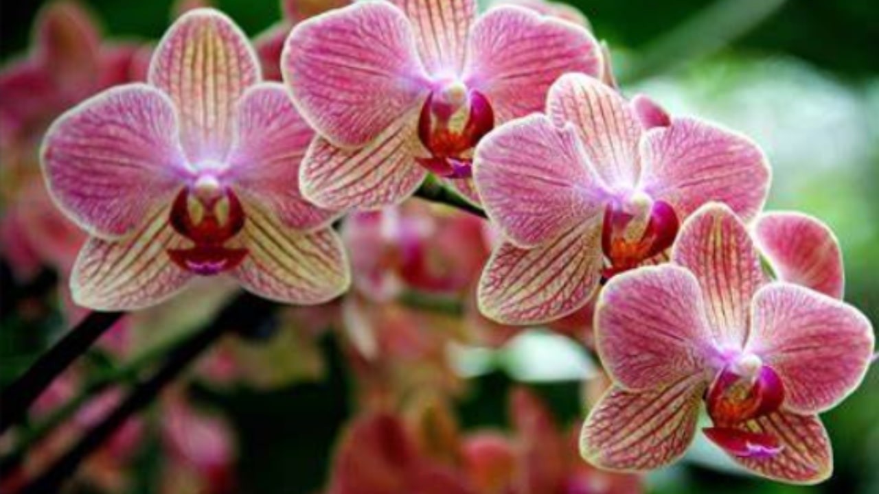 Qualche trucco per garantire la fioritura dell'orchidea