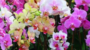 I colori delle orchidee: un significato diverso per ogni tonalità