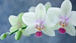 Come coltivare le orchidee con il vapore: vi sveliamo come esaltare il loro fascino naturale