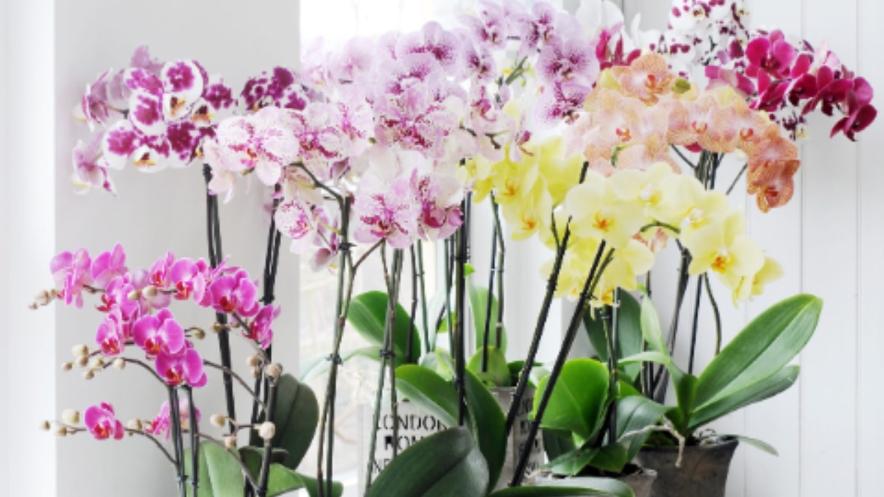 Tutti i segreti legati al colore delle orchidee