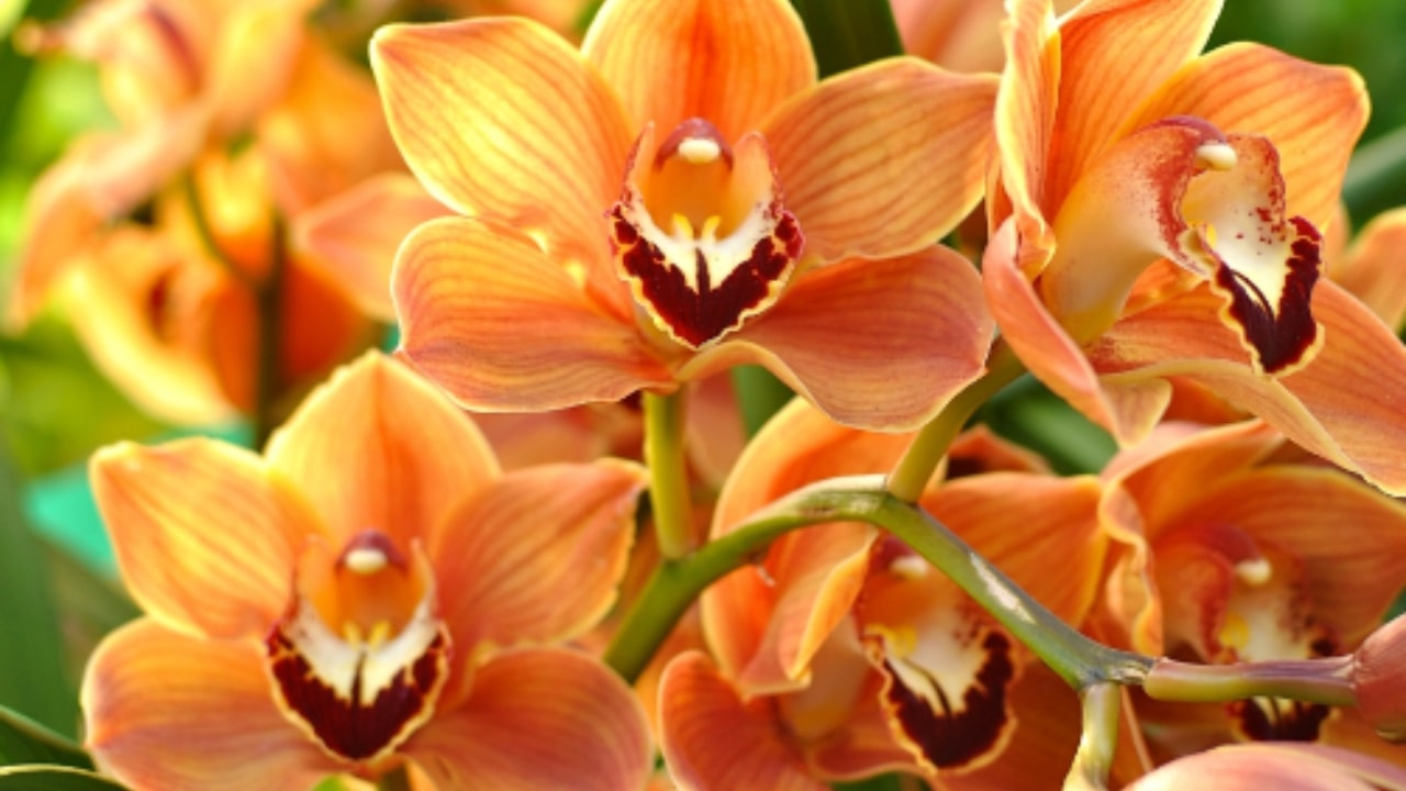 Quando regalare un orchidea arancione