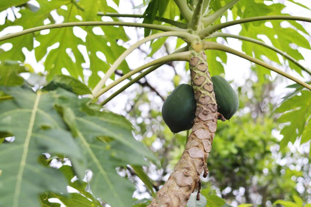 Albero di papaya