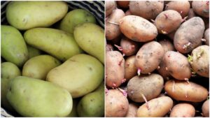 Patate verdi: sapevi che possono diventare tossiche? Scopri come evitarlo