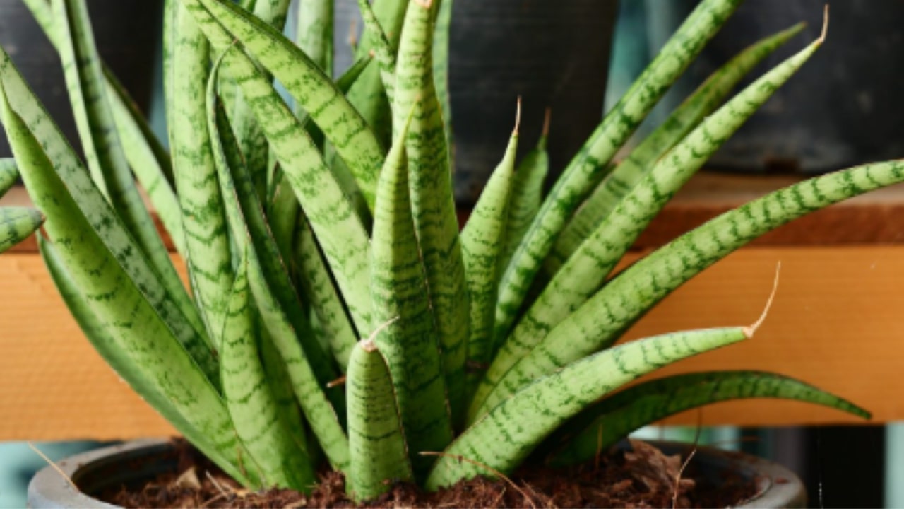 Le caratteristiche della Sansevieria