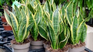 Come prendersi cura della Sansevieria: trucchi e consigli per renderla sempre più bella