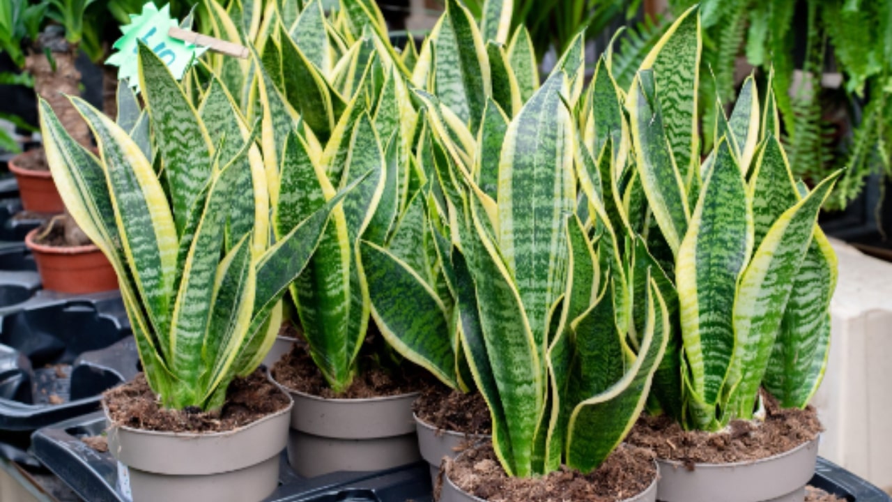 Tutto quello che c'è da sapere sulla Sansevieria 