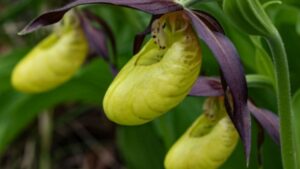 La scarpetta di Venere: cura, coltivazione e miti sull’orchidea più bella d’Europa