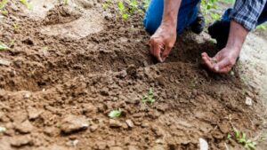 Come rigenerare il terreno dell’orto per l’inverno e poter garantire una primavera rigogliosa