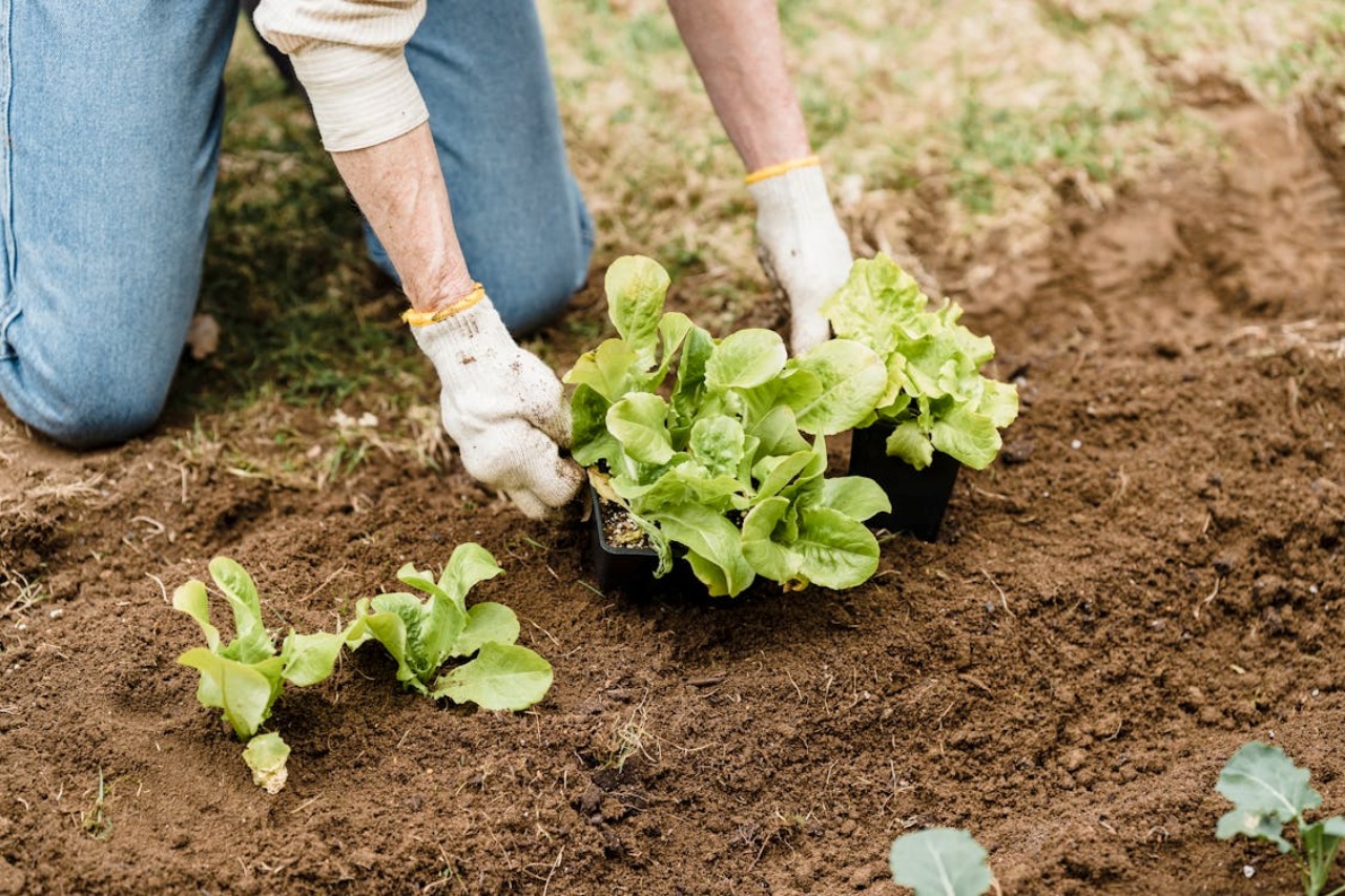 Terreno: piantare la pianta di copertura